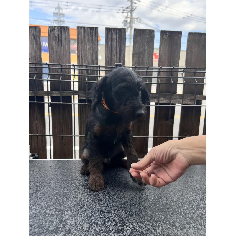 販売中の滋賀県のミックス犬-429737の2枚目