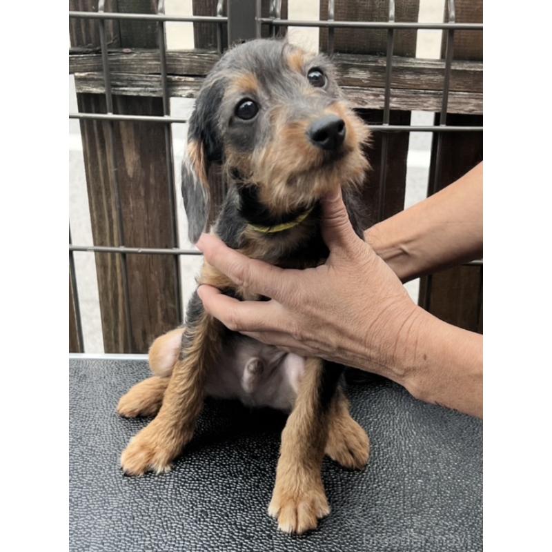 販売中の滋賀県のミックス犬-429741の3枚目