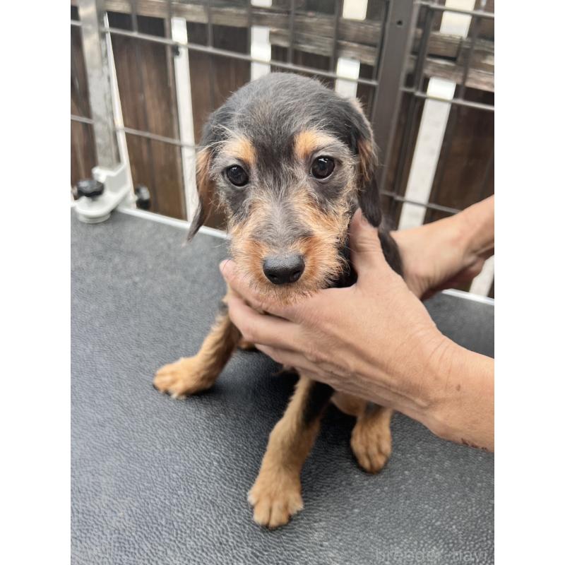 販売中の滋賀県のミックス犬-429741の2枚目