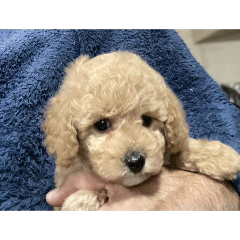 販売中の埼玉県のタイニープードル-429743の7枚目