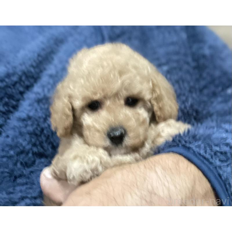 販売中の埼玉県のタイニープードル-429743の1枚目