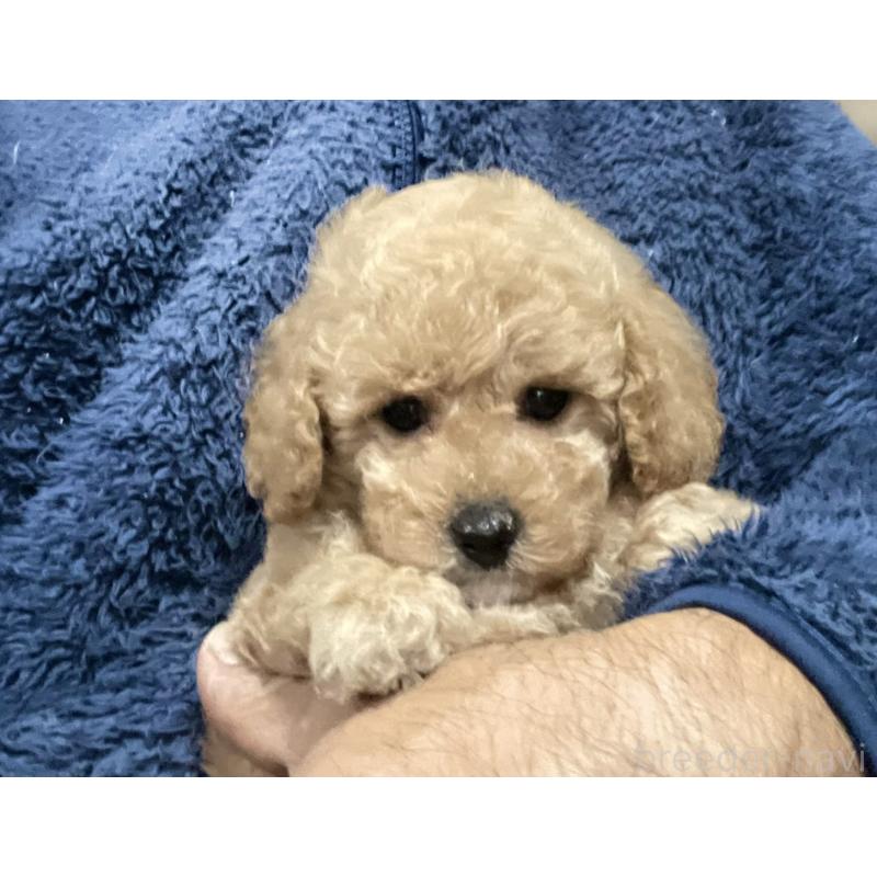 販売中の埼玉県のタイニープードル-429743の6枚目