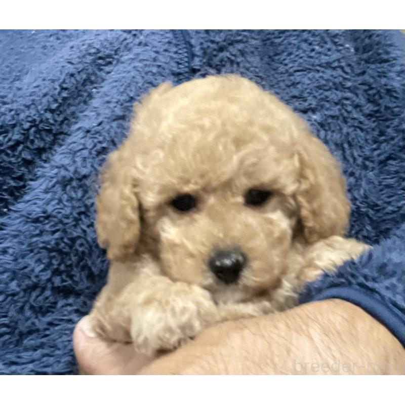 販売中の埼玉県のタイニープードル-429743の5枚目