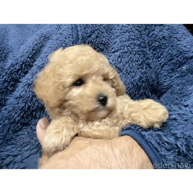 販売中の埼玉県のタイニープードル-429743の4枚目