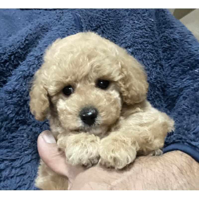 販売中の埼玉県のタイニープードル-429743の3枚目