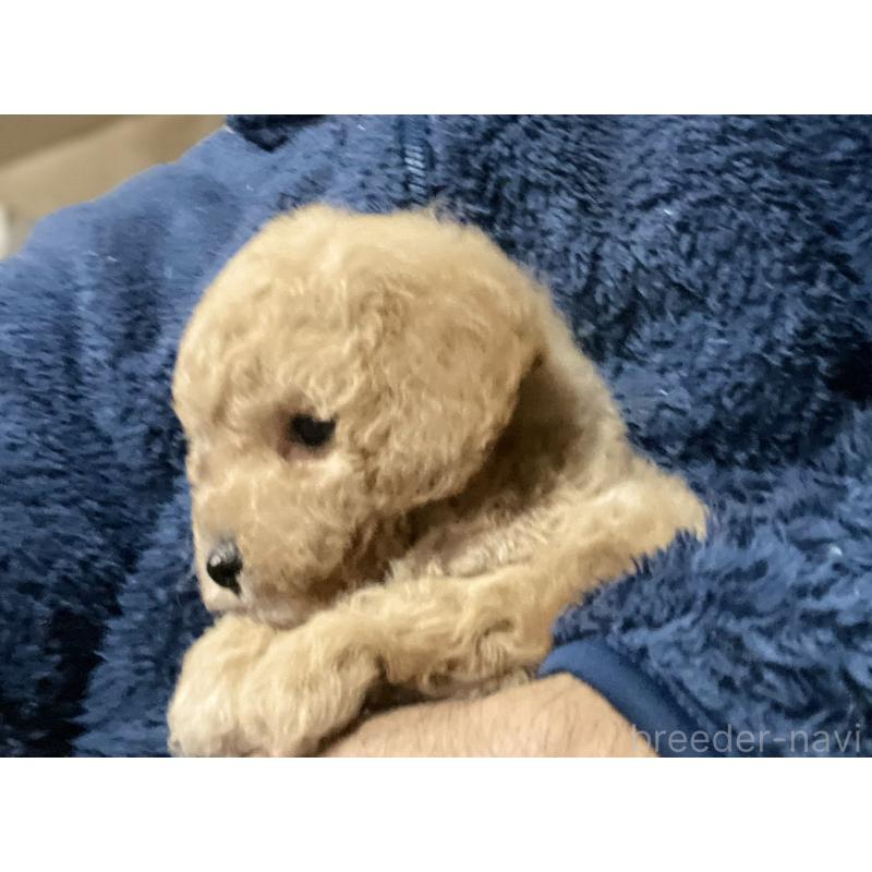 販売中の埼玉県のタイニープードル-429743の2枚目