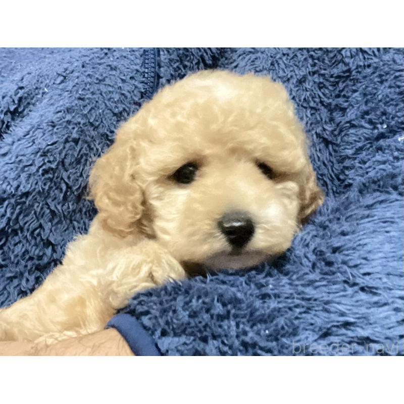 販売中の埼玉県のタイニープードル-429745の5枚目