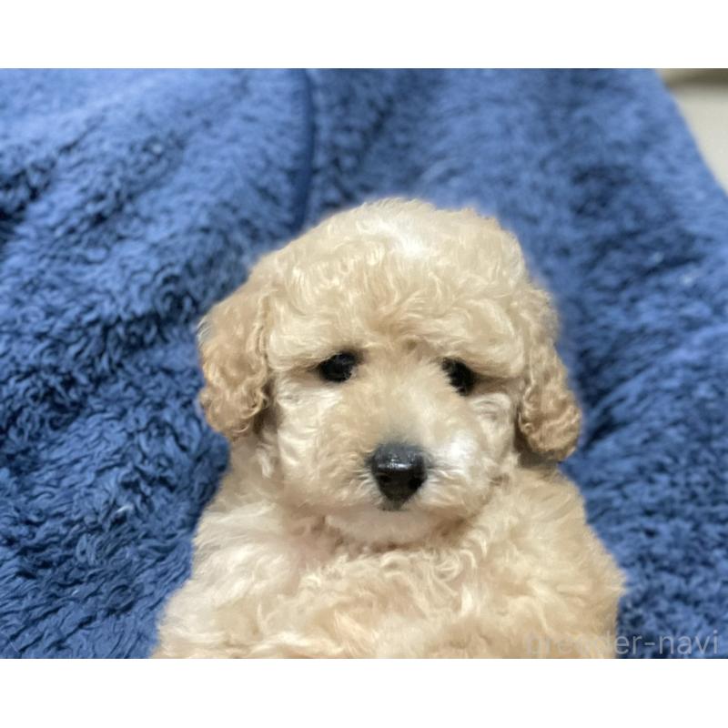 販売中の埼玉県のタイニープードル-429745