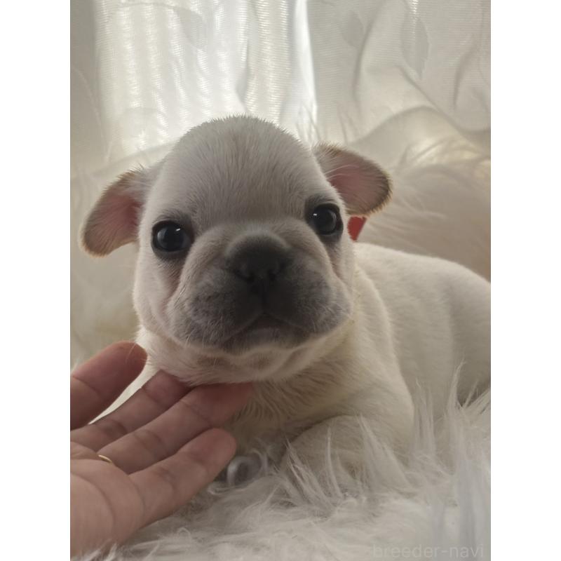 販売中の愛媛県のフレンチブルドッグ-428694の6枚目