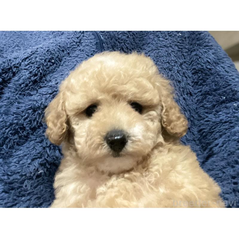 販売中の埼玉県のタイニープードル-429745の4枚目