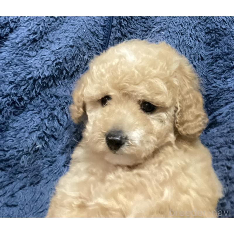 販売中の埼玉県のタイニープードル-429745の3枚目