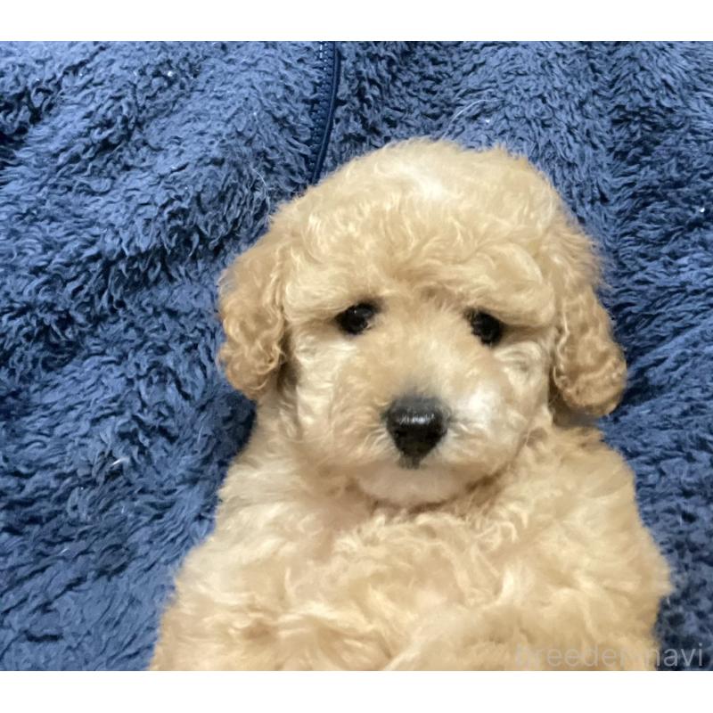 販売中の埼玉県のタイニープードル-429745の2枚目