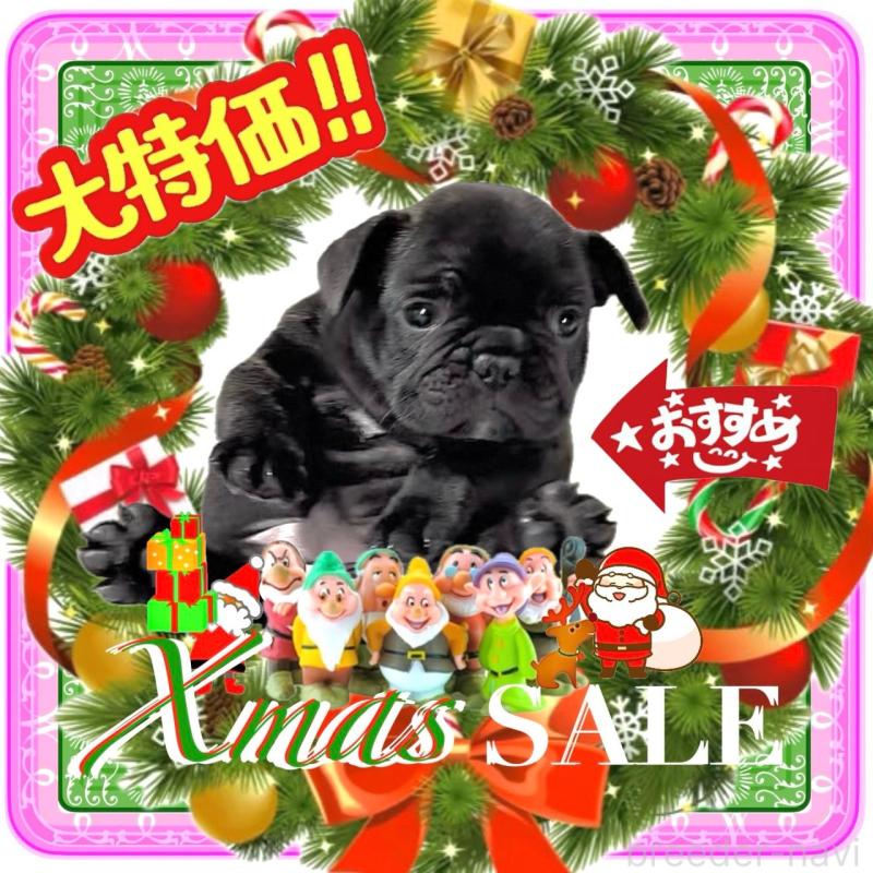 販売中の大阪府のフレンチブルドッグ-429746の1枚目