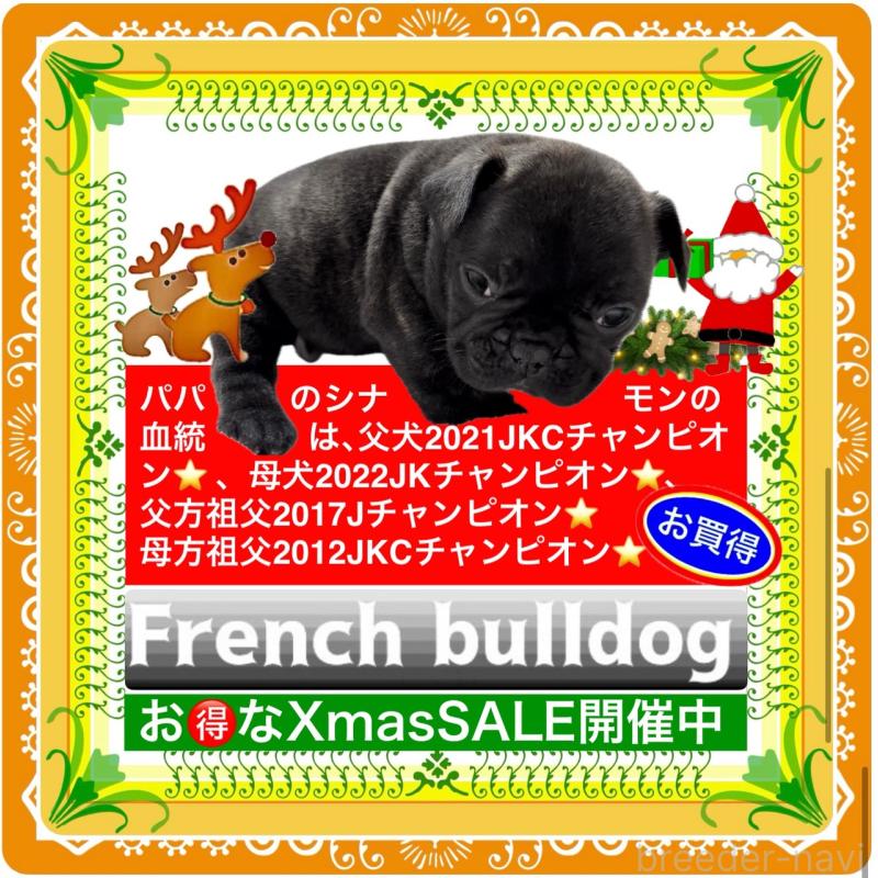 販売中の大阪府のフレンチブルドッグ-429746の18枚目