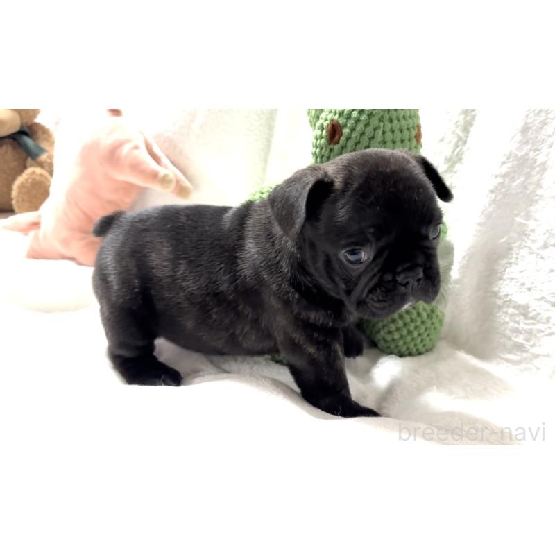 販売中の大阪府のフレンチブルドッグ-429746の17枚目