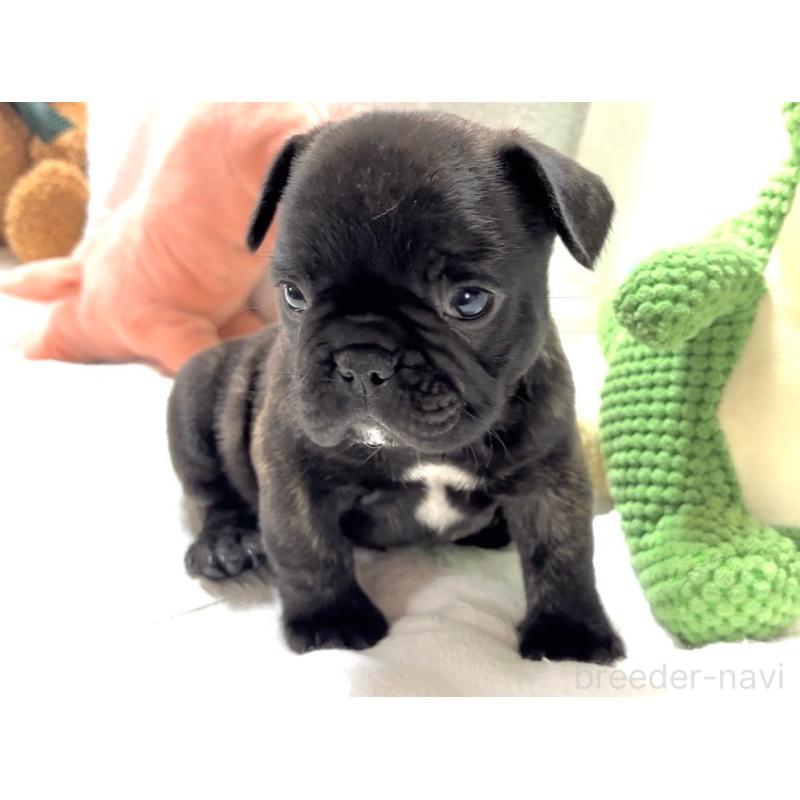 販売中の大阪府のフレンチブルドッグ-429746の16枚目