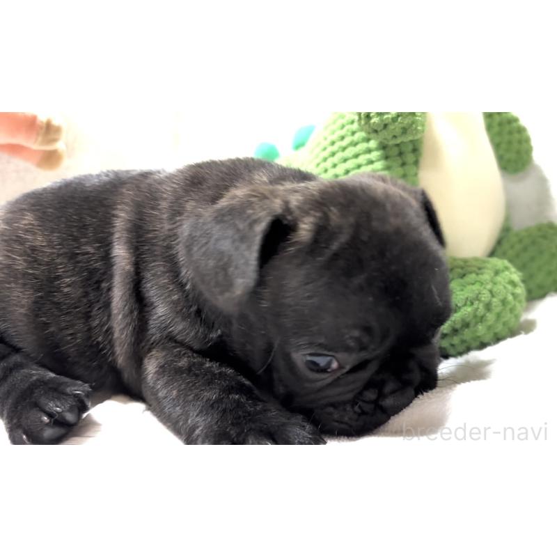 販売中の大阪府のフレンチブルドッグ-429746の15枚目