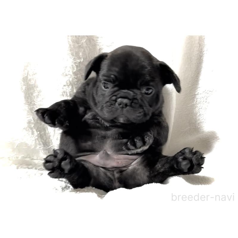 販売中の大阪府のフレンチブルドッグ-429746の14枚目