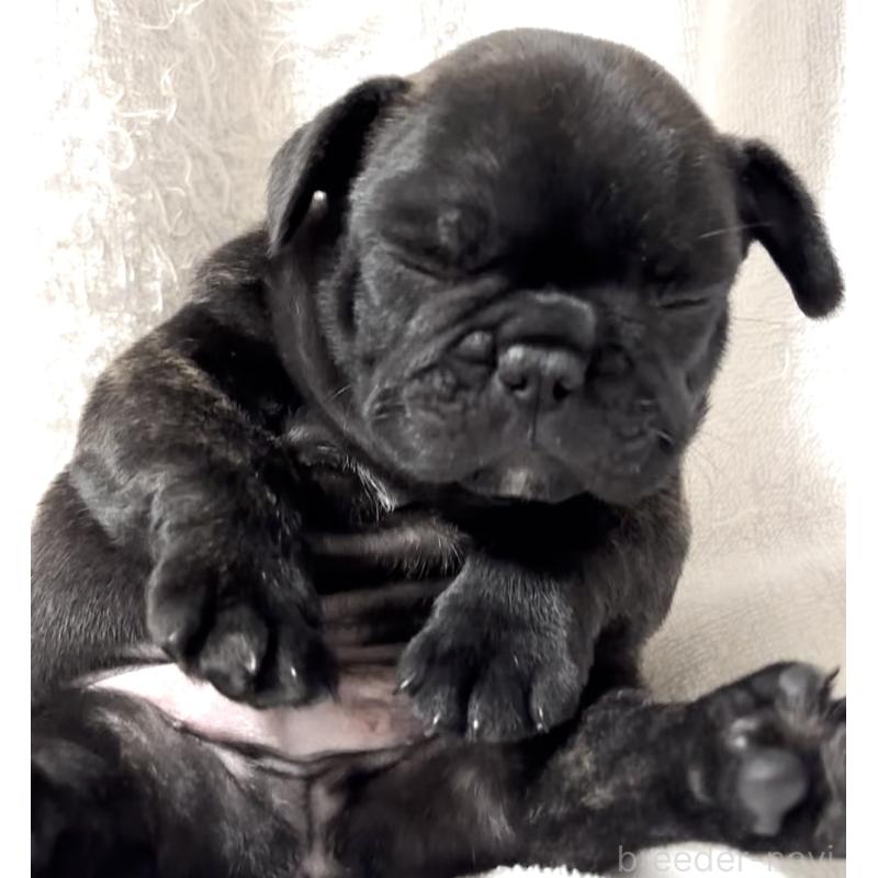 販売中の大阪府のフレンチブルドッグ-429746の13枚目