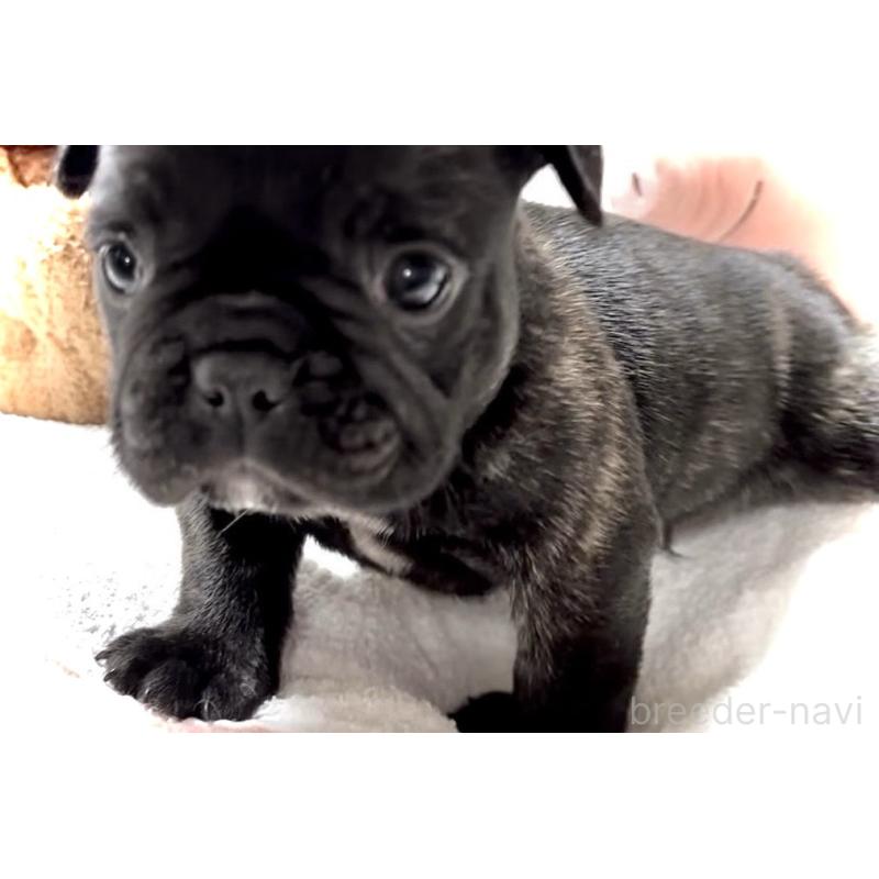 販売中の大阪府のフレンチブルドッグ-429746の12枚目