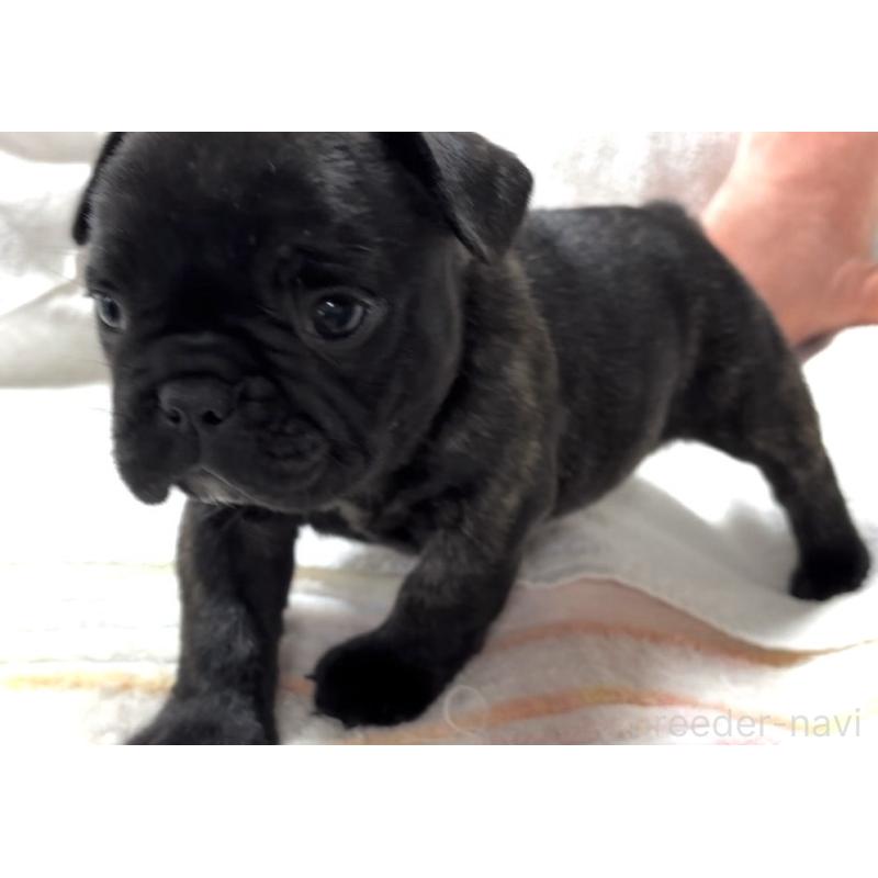 販売中の大阪府のフレンチブルドッグ-429746の11枚目