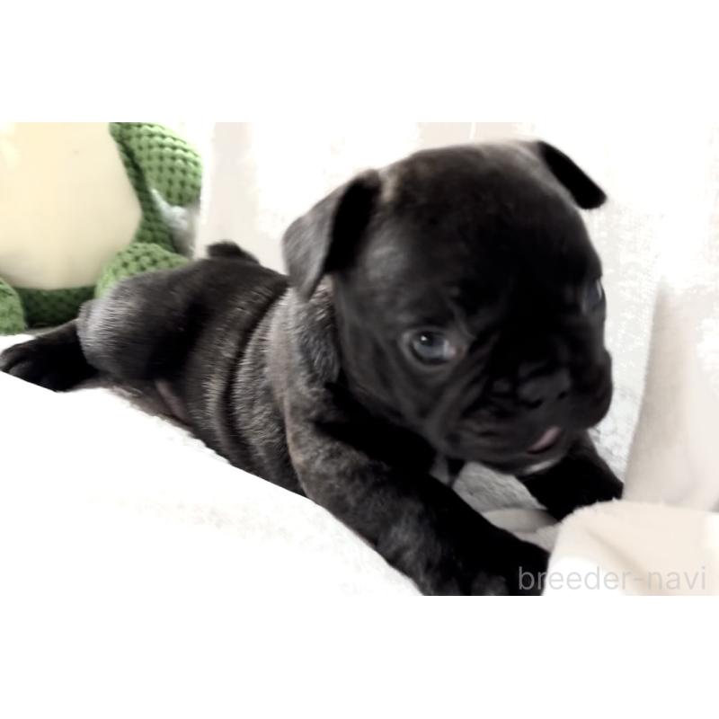 販売中の大阪府のフレンチブルドッグ-429746の9枚目