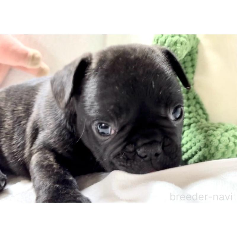販売中の大阪府のフレンチブルドッグ-429746の10枚目