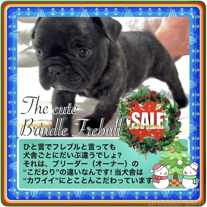 販売中の大阪府のフレンチブルドッグ-429746の8枚目