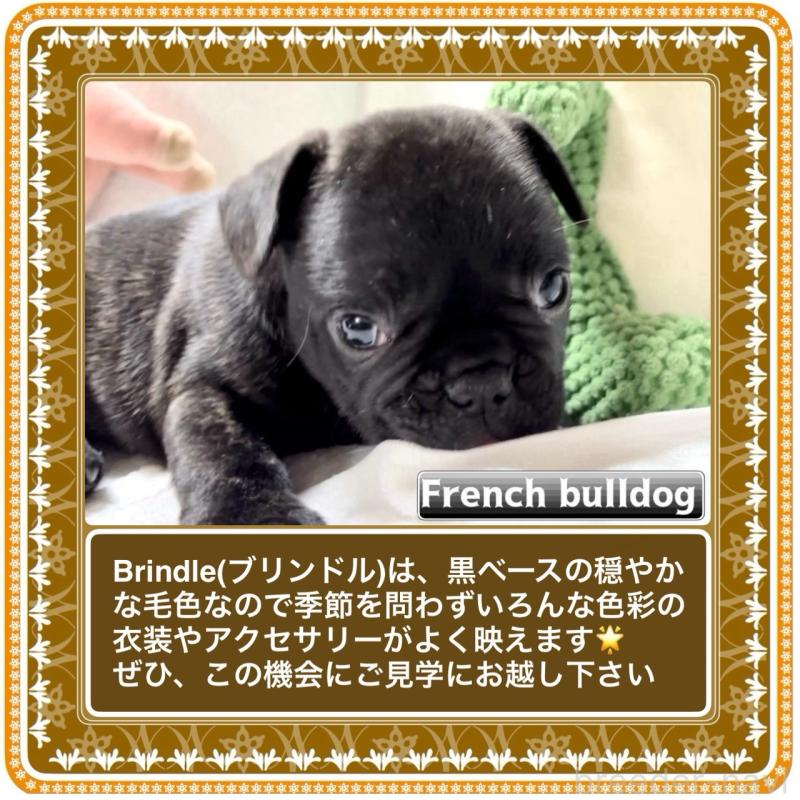 販売中の大阪府のフレンチブルドッグ-429746の7枚目