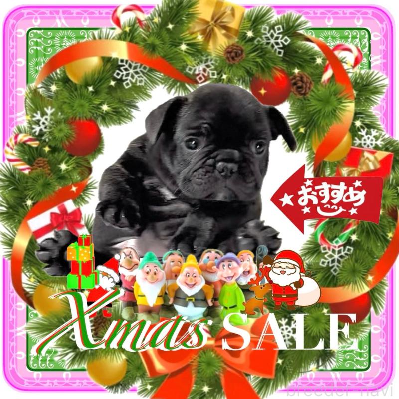 販売中の大阪府のフレンチブルドッグ-429746の6枚目