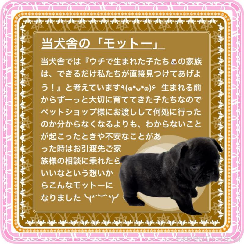 販売中の大阪府のフレンチブルドッグ-429746の5枚目