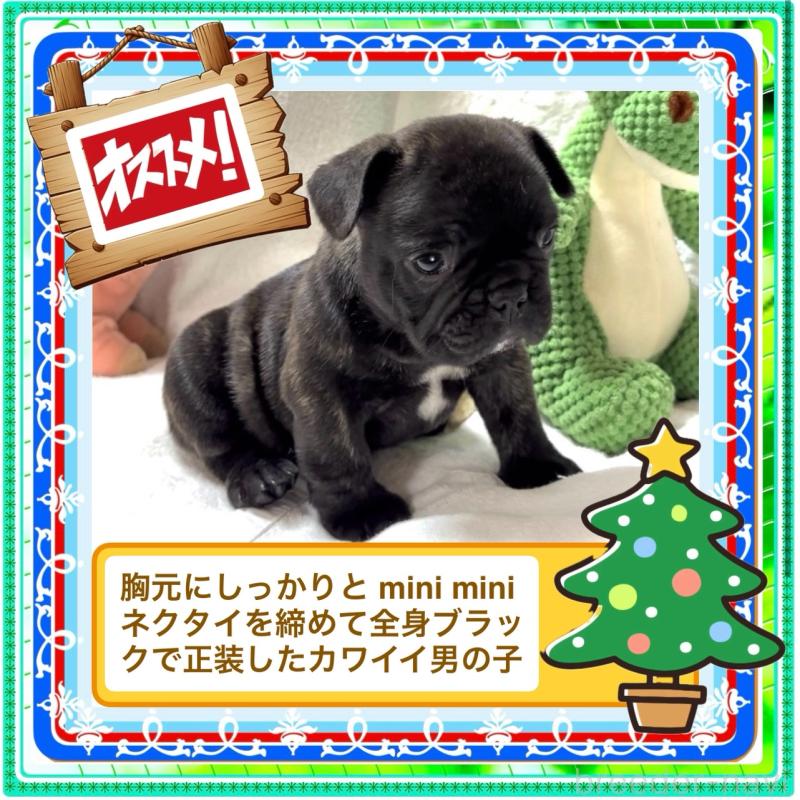 販売中の大阪府のフレンチブルドッグ-429746の4枚目