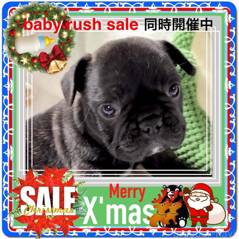 販売中の大阪府のフレンチブルドッグ-429746の3枚目