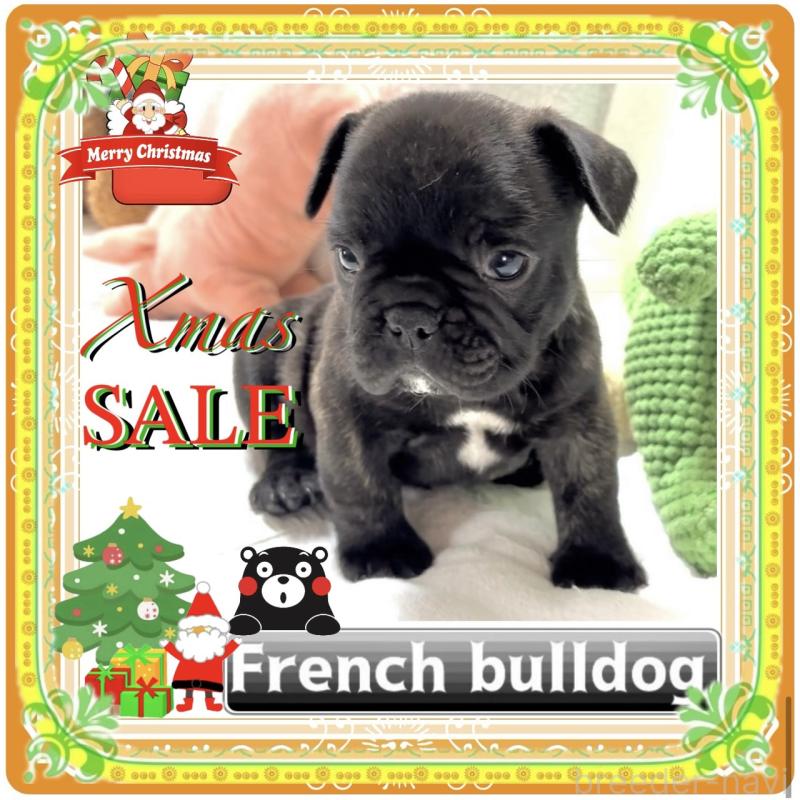販売中の大阪府のフレンチブルドッグ-429746の2枚目