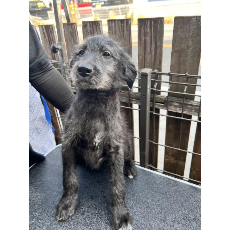 販売中の滋賀県のラブラドゥードル:ラブラドールレトリーバー×プードル-429748の2枚目