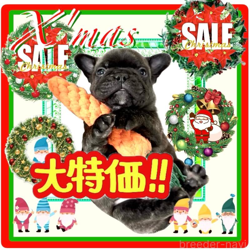 販売中の大阪府のフレンチブルドッグ-429200