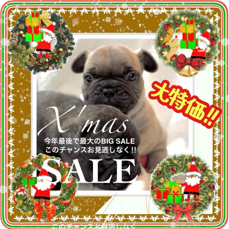 販売中の大阪府のフレンチブルドッグ-429199