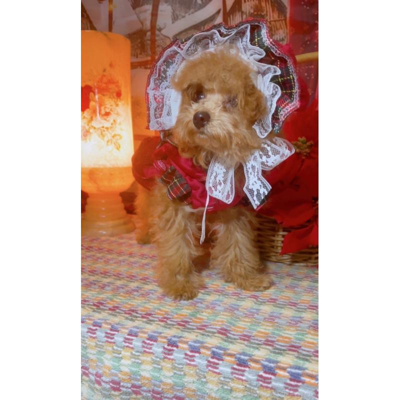 販売中の千葉県のトイプードル-420334の6枚目