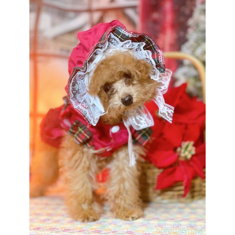 販売中の千葉県のトイプードル-420334の5枚目