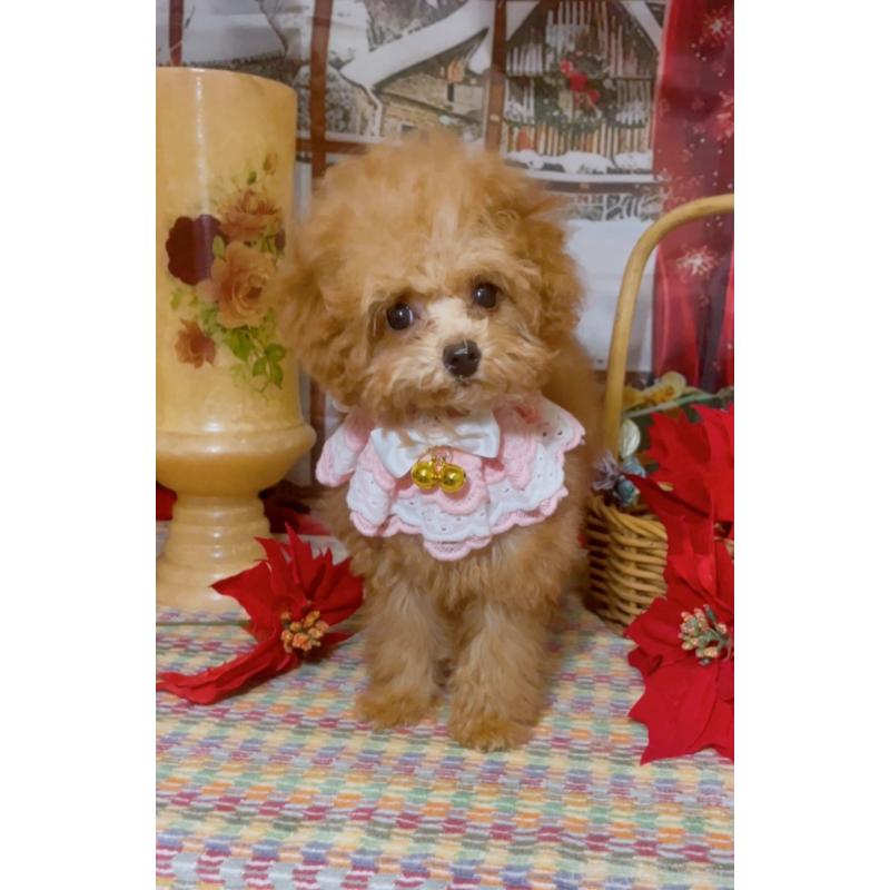 販売中の千葉県のトイプードル-420334の4枚目