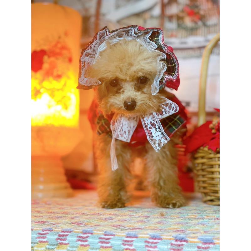 販売中の千葉県のトイプードル-420334の3枚目