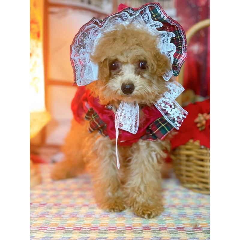 販売中の千葉県のトイプードル-420334の2枚目