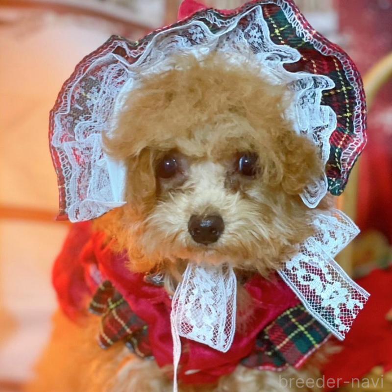販売中の千葉県のトイプードル-420334の1枚目