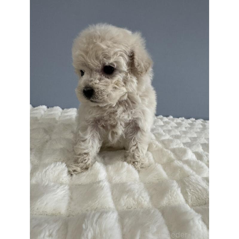 販売中の徳島県のティーカッププードル-429750の16枚目