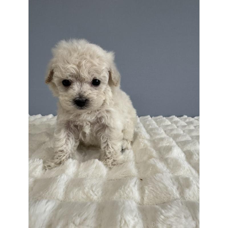 販売中の徳島県のティーカッププードル-429750の15枚目