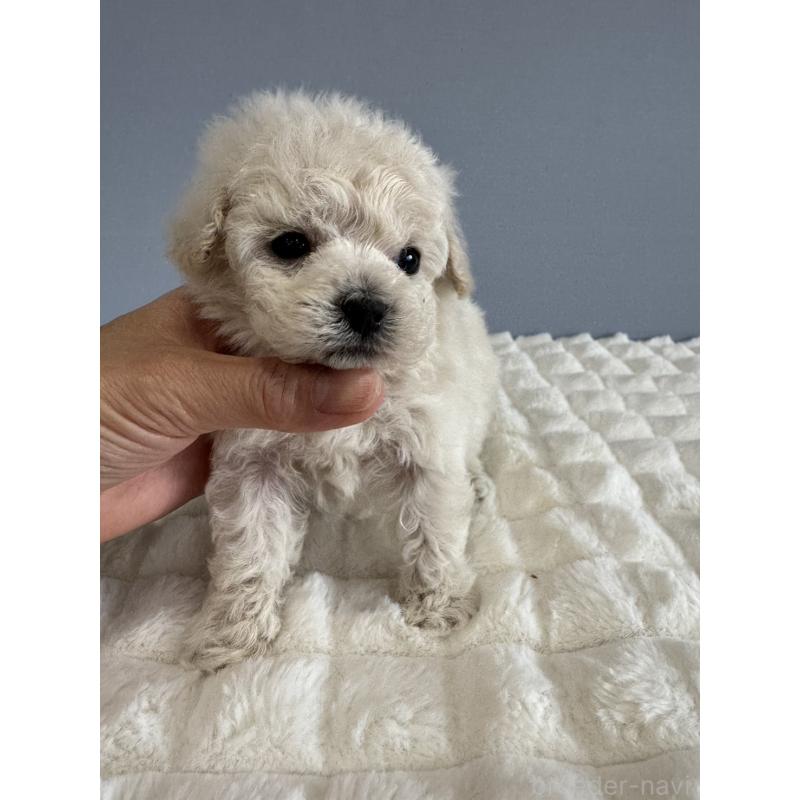 販売中の徳島県のティーカッププードル-429750の11枚目