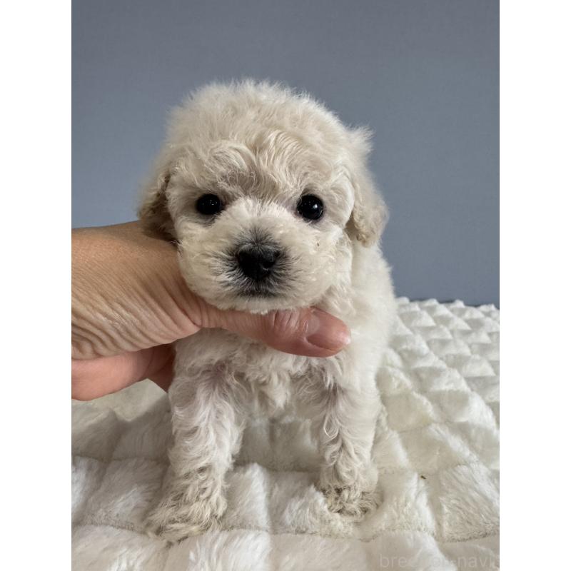 販売中の徳島県のティーカッププードル-429750の10枚目