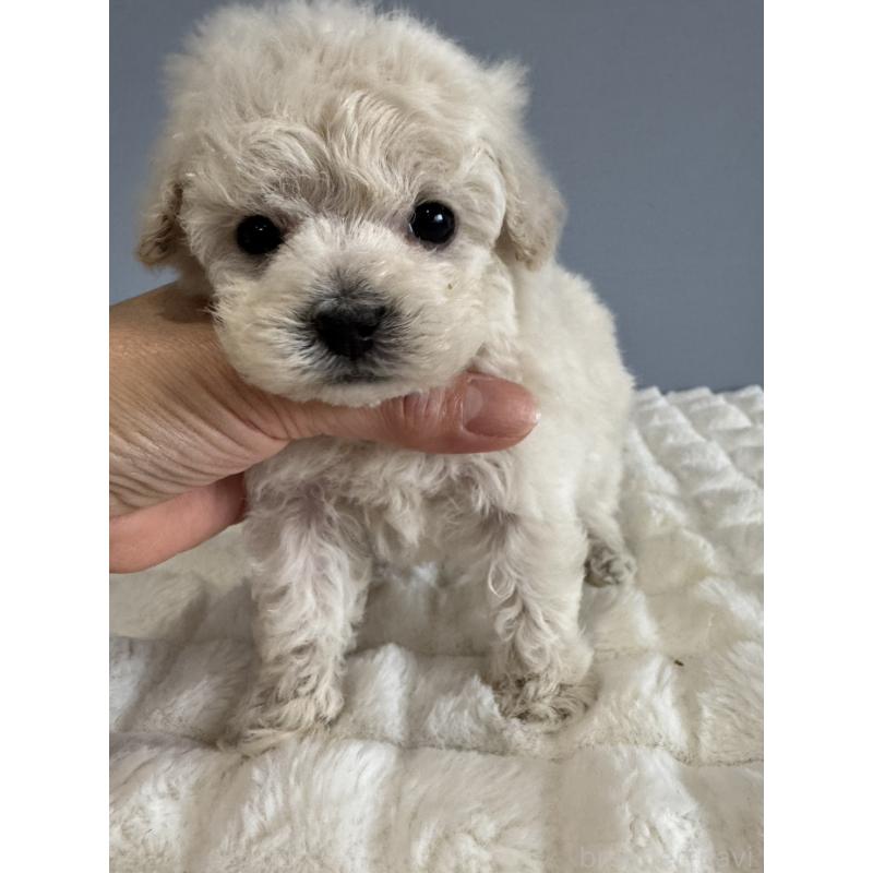 販売中の徳島県のティーカッププードル-429750の9枚目