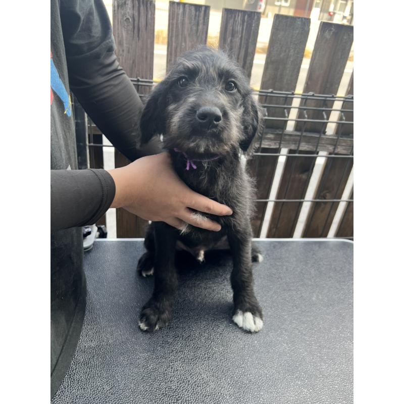 販売中の滋賀県のラブラドゥードル:ラブラドールレトリーバー×プードル-421550の2枚目