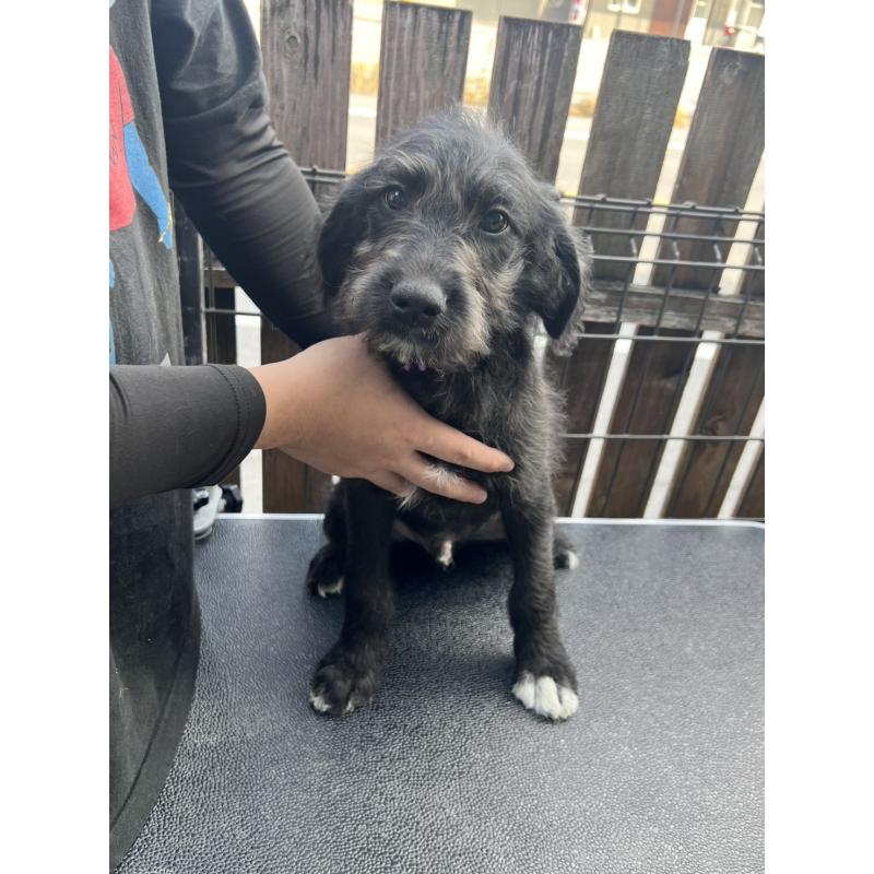 販売中の滋賀県のラブラドゥードル:ラブラドールレトリーバー×プードル-421550